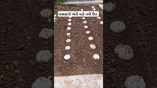 લસણન ખત મટ નવ રત