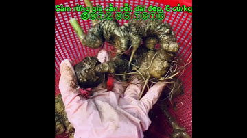 Sâm rừng Lai Châu - Thần dược quý từ núi rừng 🏔 Tây Bắc #dvtaybac #duoclieumuongte #khoedepsonghanh