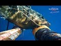 Cernie sotto i 20 metri arbalete matador pesca sub spearfishing