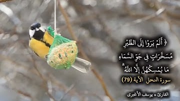آيات بينات من سورة النحل | القارئ | يوسف الأغبري #قران_كريم #المصحف #اكسبلور 