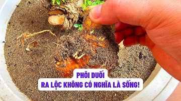 Vì Sao Duối Ra Lộc Rồi Vẫn Chết? Đây Là Lý Do!