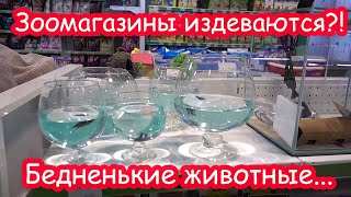 Закупаем корм мешками. Катя просит крысу