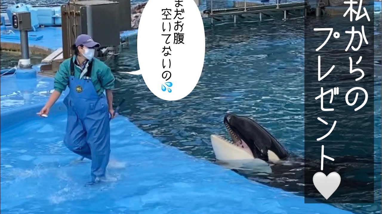 リンちゃんトレーナーさんにプレゼント渡す♡♡ @名古屋港水族館 - YouTube