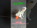 飼い主：ちょっと待って！