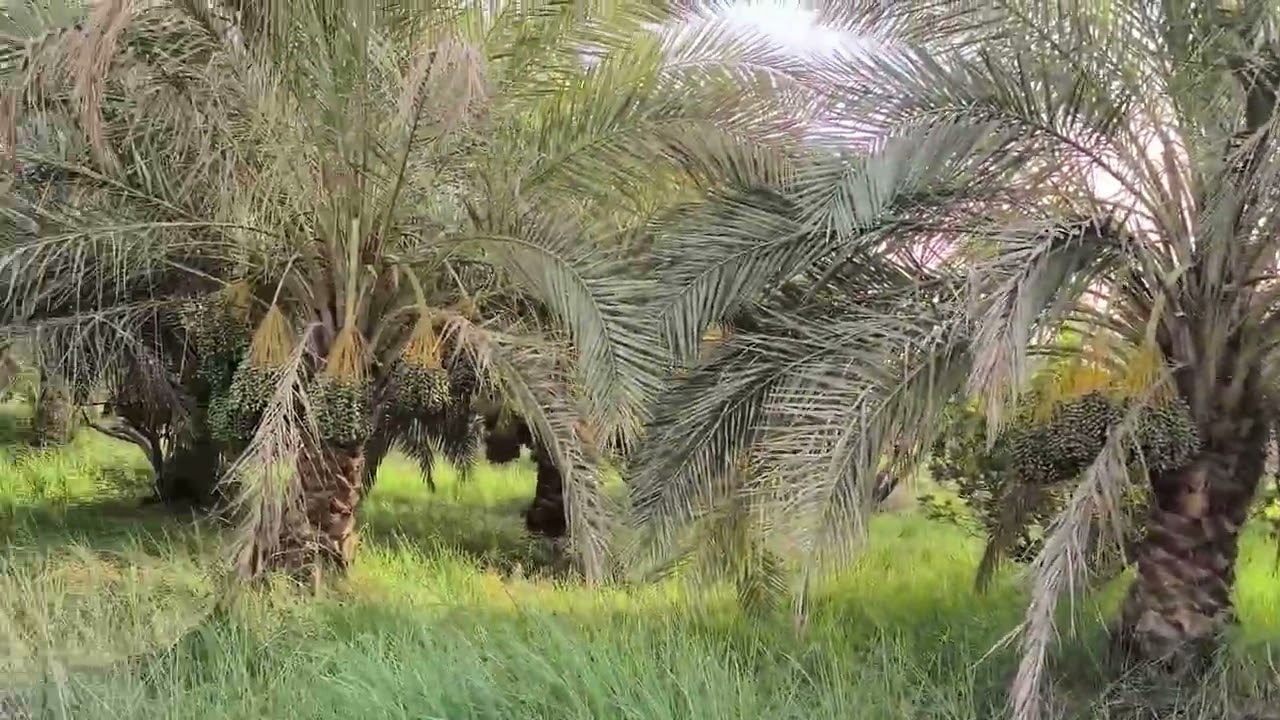 بستان ٨ دونم ونص العنوان الكوفه مفرق ال عيسى سعر الدونم ١٢٠ مليون ٠٧٨٠٣٣٦٥٢٠٧/٠٧٧٣٦٠٣٣٨٨٩