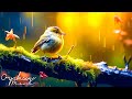 Chirping melody 37  piano music and forest harmony 3