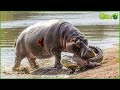 30 terrifying battles between crocodiles vs wild animals recorded on camera  animal fight