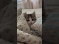#кіт #кот #котики #животные #украина #україна #tiktok