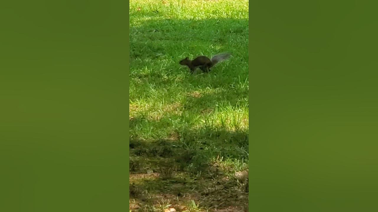 Alabama Squirrel YouTube