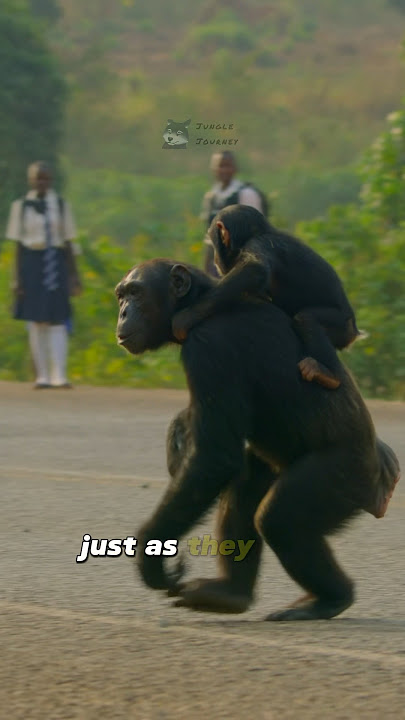 🦍Why Apes Invade Human Village⁉️