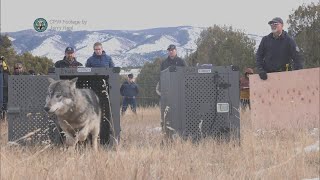 Colorado releases 5 wolves under controversial program