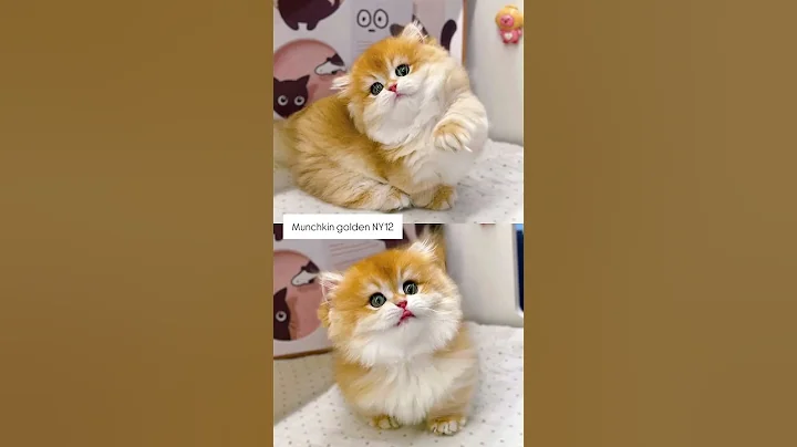 Watch the video about Munchkin longhair golden ny12 #britishshorthair #munchkin #catlovers #cat #kucingsultan #kucinglucu