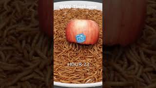 10.000 Worms Eating Apple