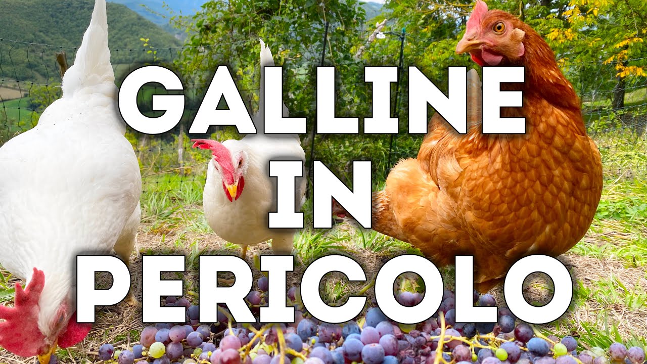 🐓  GALLINE IN PERICOLO! ACARO ROSSO ‼️