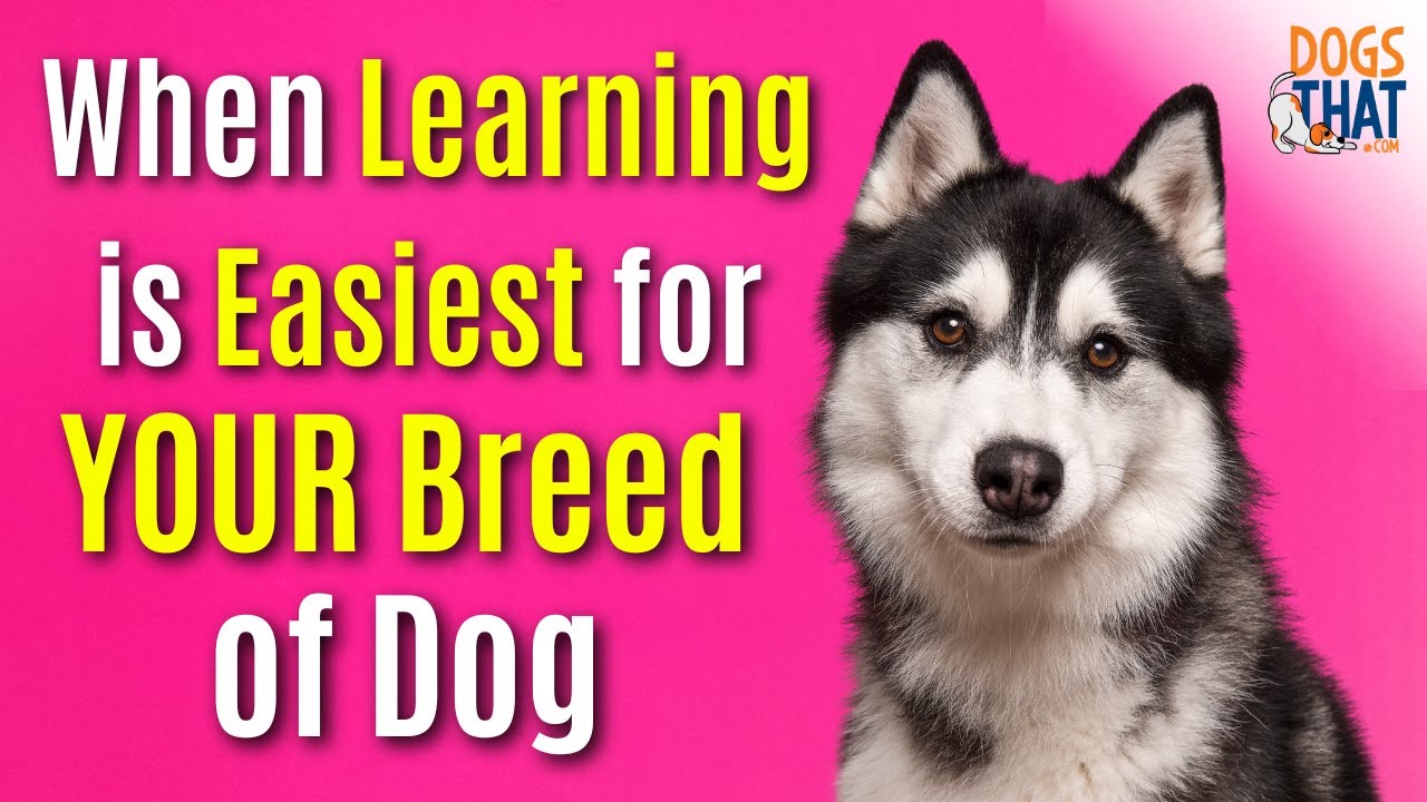 Examining beliefs that might be holding us back… It’s a sure fire way to help our dog training excel