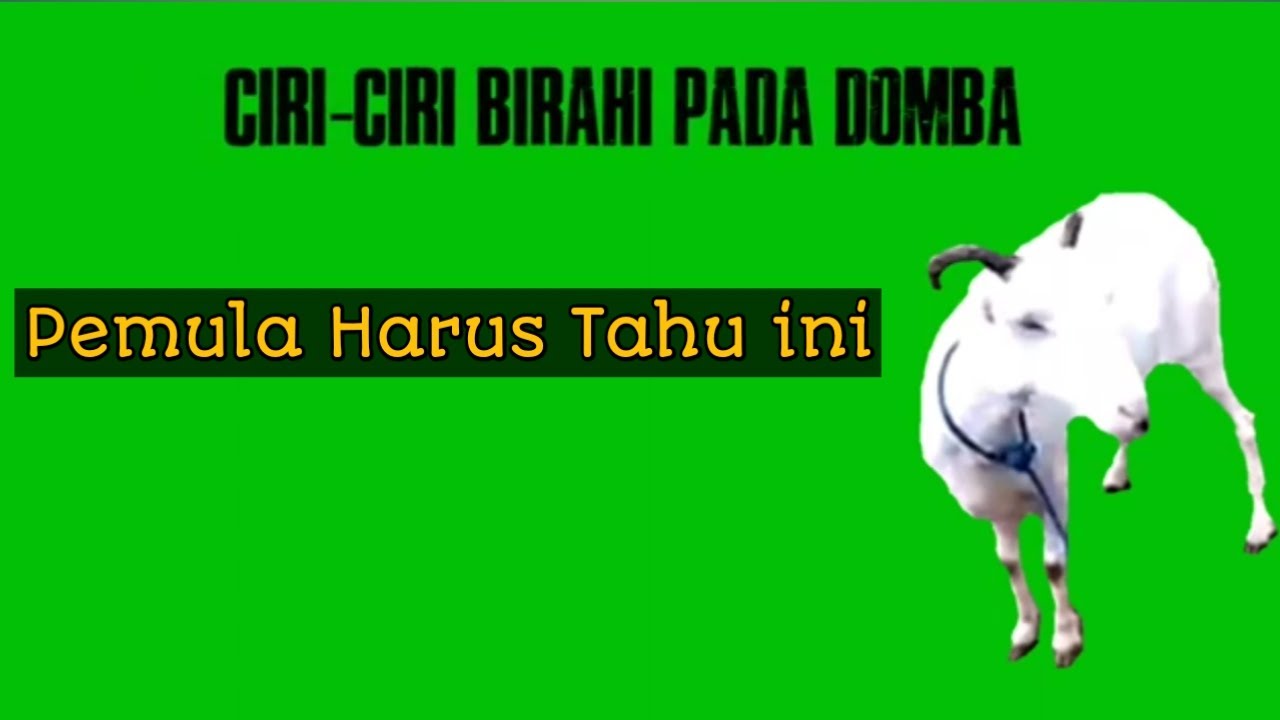  Materi Ciri Domba Birahi Ciri Domba Minta Kawin YouTube