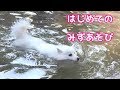 【泳ぐ犬】日本スピッツちぃ。はじめての水遊び / Japanese Spitz swimming for the first time