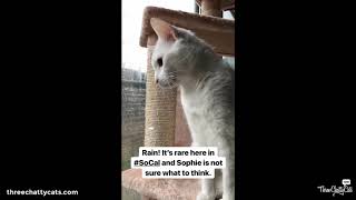 Sophie Watches the Rain by Three Chatty Cats 104 views 5 years ago 15 seconds