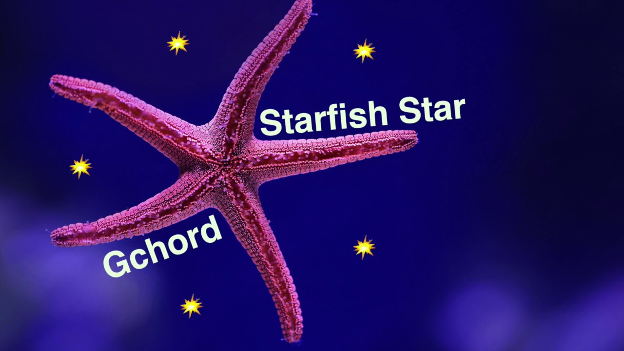 Starfish Song Sea Star Song Starfish Music Seastar Song Seastar starfish-song-sea-star-song-starfish-music-seastar-song-seastar
