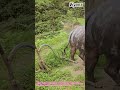 Ancient Ox Plowing Method Still Works Magic 🌾↓