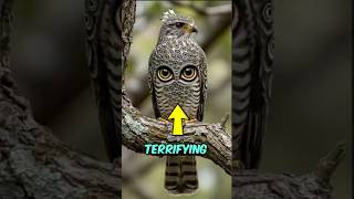 Download Lagu Top 3 Most Terrifying Birds That Look Majestic 🦅 | Number 1 Is Insane MP3 Download Lagu Top 3 Most Terrifying Birds That Look Majestic 🦅 | Number 1 Is Insane MP3