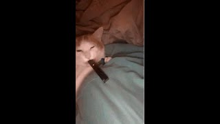 [Reboot MS] BM Pally Clear 0 Run 8 screenshot 4