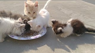 Rescue Stray Kitten Eating Food With His Adopted Siblings He Is Kind With Them And Energetic