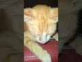 manisnya oyen #viral