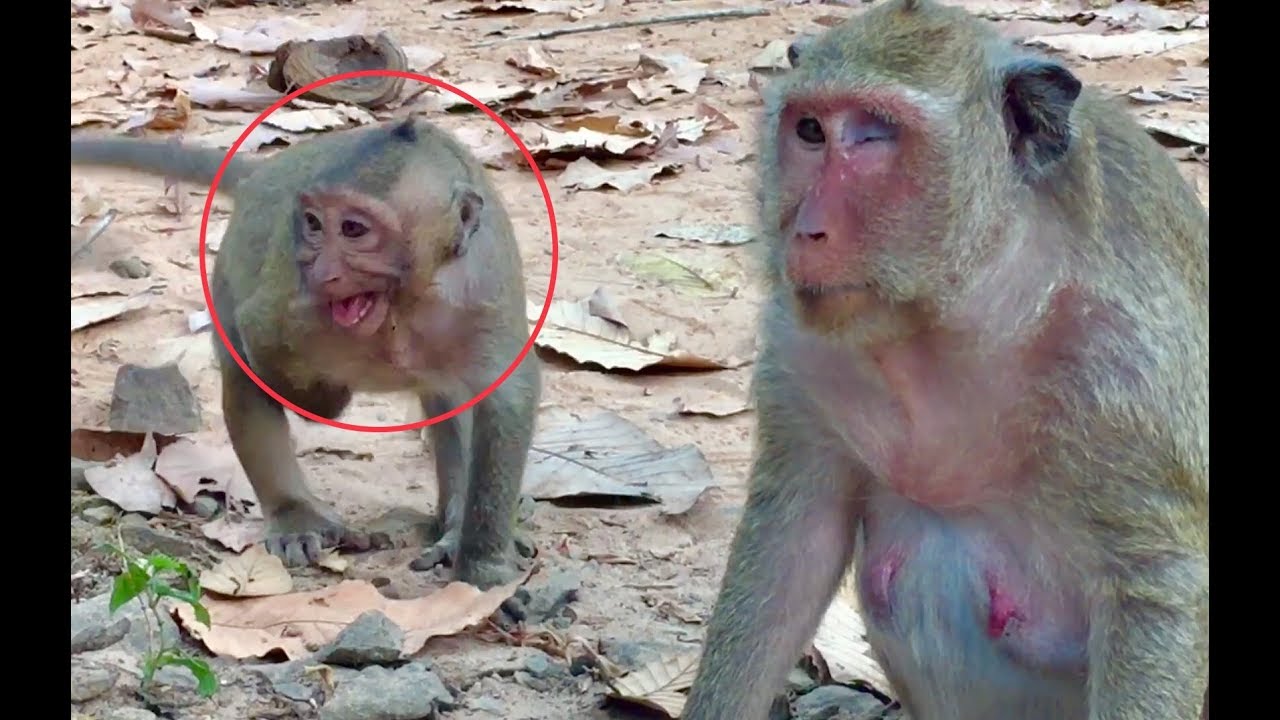 Popeye not give milk to Sweet pea, make Sweet pea cries very loudly,