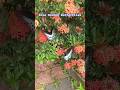 Butterfly in a garden.