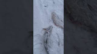 Ловля жереха зимой. 12.20.2024 #рыбалка #fishing #жерех#зимняярыбалка2024 #рекалепсы #ловляжереха #f