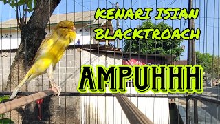 Download Lagu SUARA KENARI GACOR ISIAN FULL BLACKTROACH, Cocok untuk masteran kenari lain...