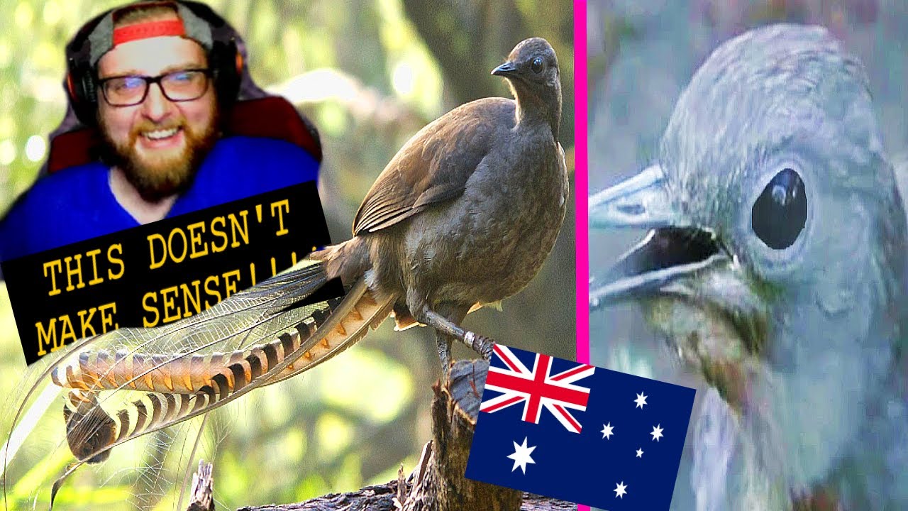 American Reacts to The Lyrebird - Mimics Anything - Australia