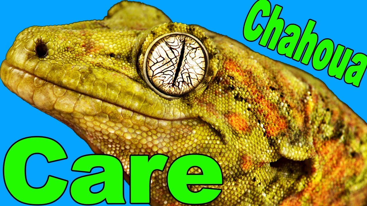 Chahoua Gecko Care 101 Essential Tips for Beginners YouTube