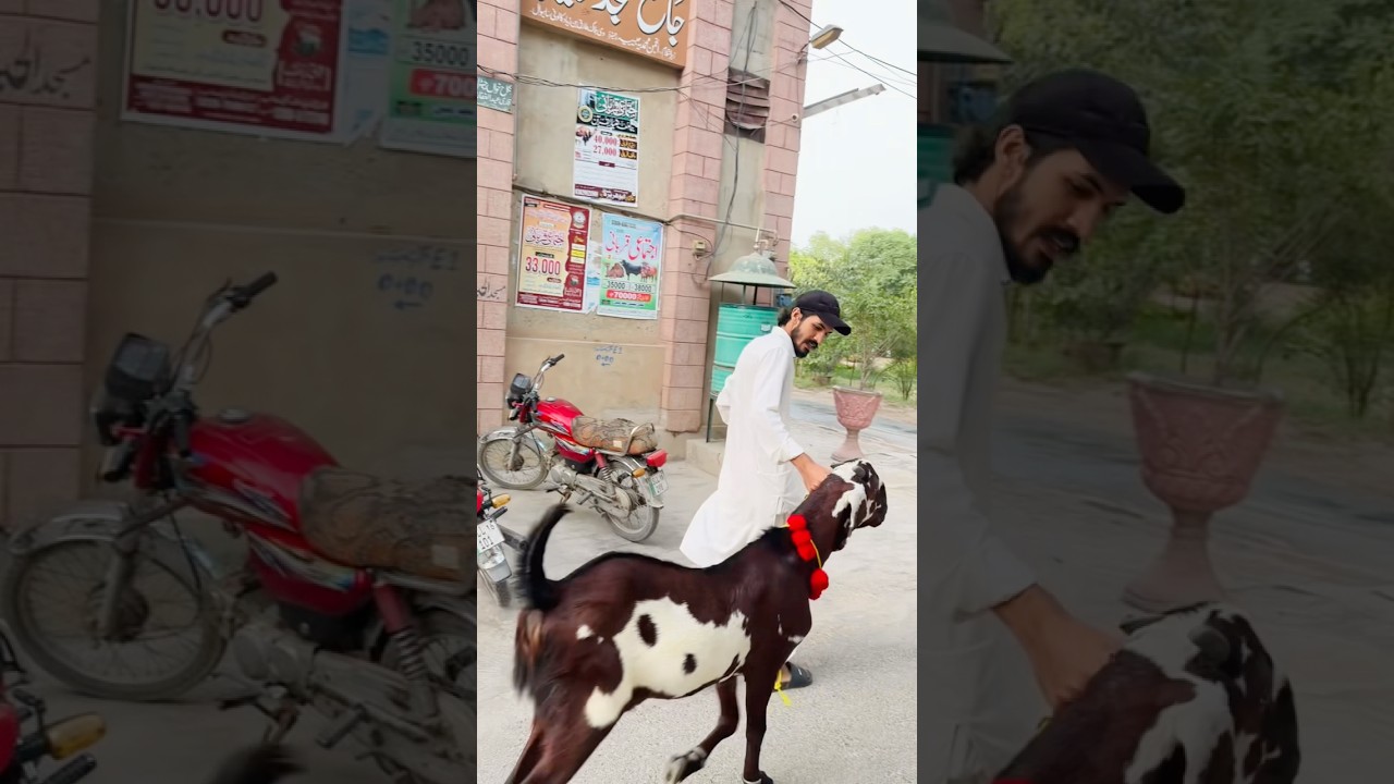Bakra Chori ho gya😩 #ytshorts #youtubeshorts #shorts #shortvideo #viral