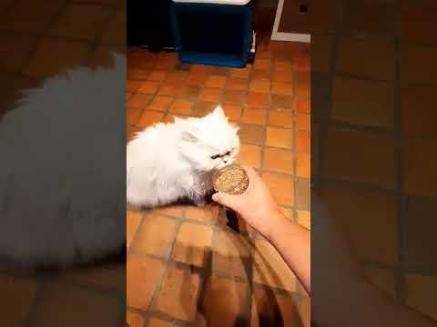 Video: Waarom Houden Katten Van Valeriaan?