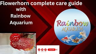Flowerhorn Complete Care Guide