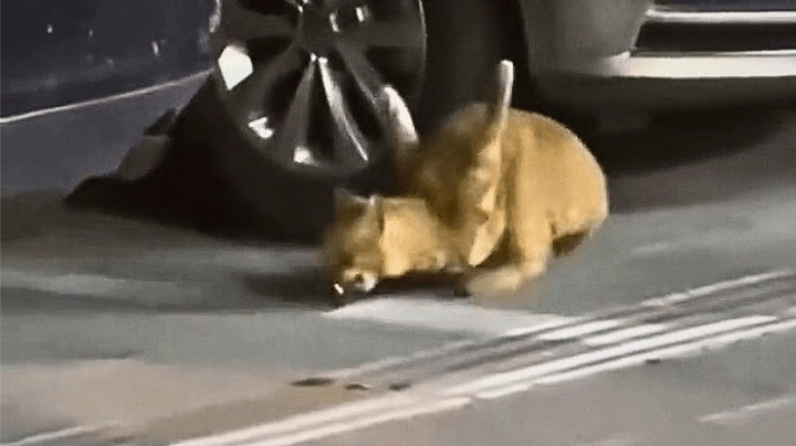 A stray cat with broken front legs survived harsh streets until love restored his trust in humans.