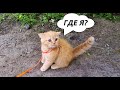 Персик идет гулять первый раз) Кошка Фокси и котенок Персик смешные коты питомцы