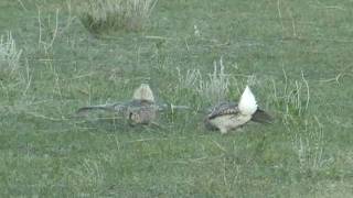 Sharptailed Grouse