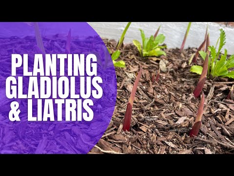 วีดีโอ: Gladiolus Scab Treatment: วิธีจัดการ Scab บน Gladiolus Corms