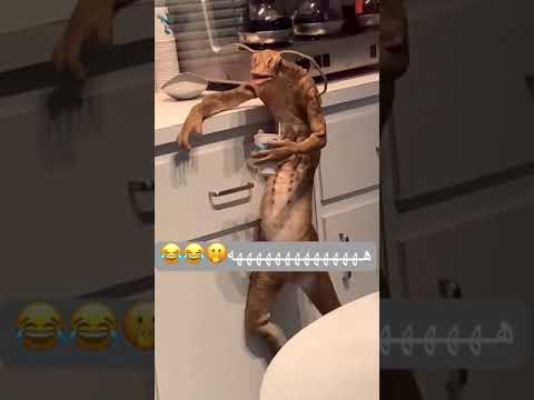حيوانات غريبه بالمطبخ