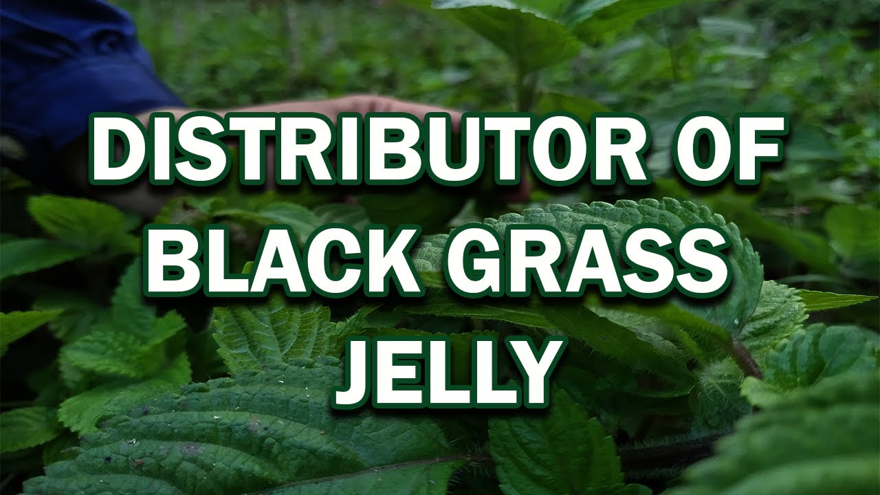 DISTRIBUTOR OF BLACK GRASS JELLY DIRECTLY FROM THE FARMERS OF PACITAN