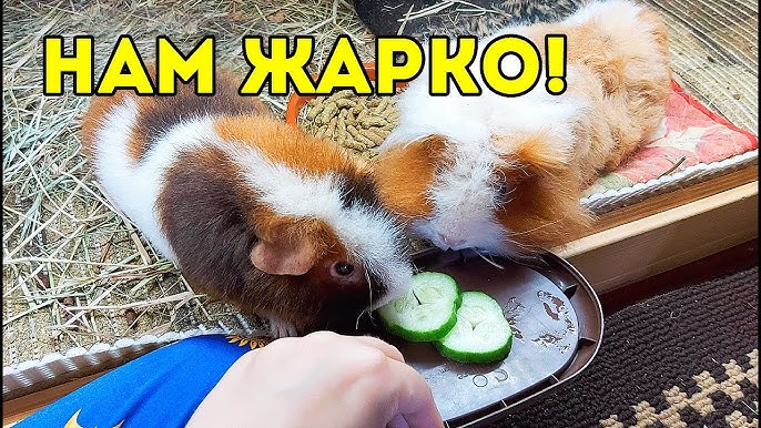 Клетка, террариум или вольер: что выбрать для морской свинки?