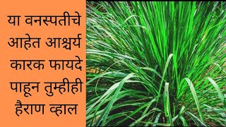 गवतीचहा|lemongrass|herbaltea|गवती चहा कसा बनवावा|how to make herbal tea|recipe of lemongrass