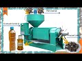 Screw palm kernel oil press, palm kernel oil extraction machine working video