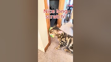 Catnip Toys Your Kitten Loves!