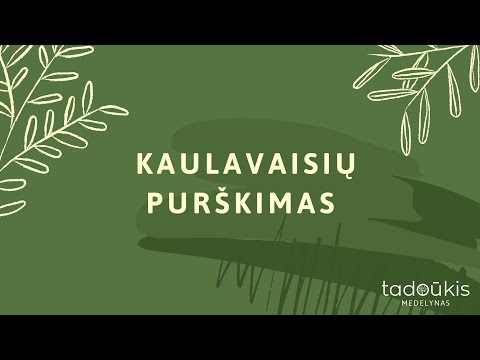 Video: Slyvų purškimas – kada ir ką purkšti ant slyvų medžių