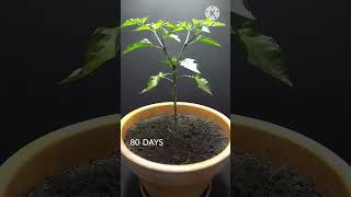 158 Days in 40 Seconds || Peter Pepper