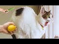 THESE CATS ARE VERY SILLY!! 😹 Funny CATS VIDEO 2025